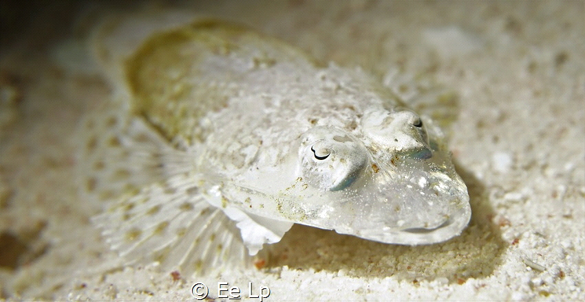 Juvenile Sorsogona prionota (halfspined flathead). (f/8, ... by E&e Lp 