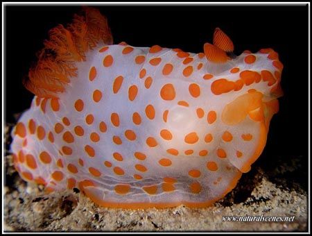 Funky long name for this Red-Papulose Gymnodoris.C5050 by Yves Antoniazzo 