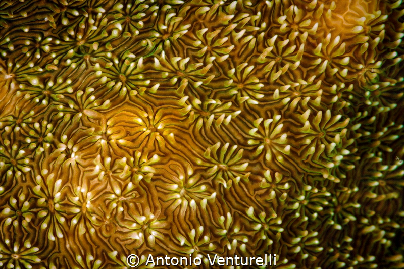 This is a macro detail of an hard coral, taken a few mete... by Antonio Venturelli 