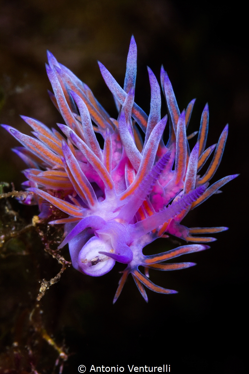 Flabellina of Mediterranean sea_2022
(Canon100,1/250,f22... by Antonio Venturelli 