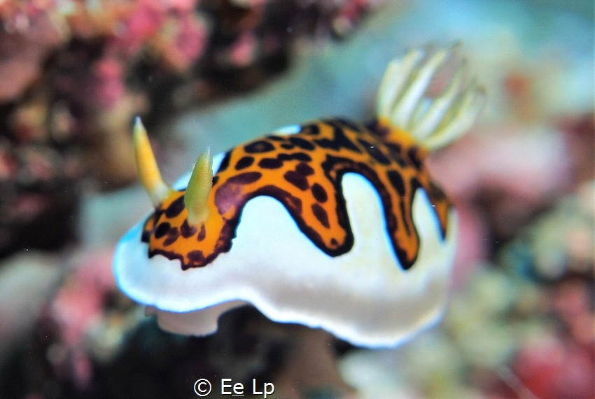 Chromodoris joshi (Joshi's magnificent slug). (f/5.6, 1/8... by E&e Lp 
