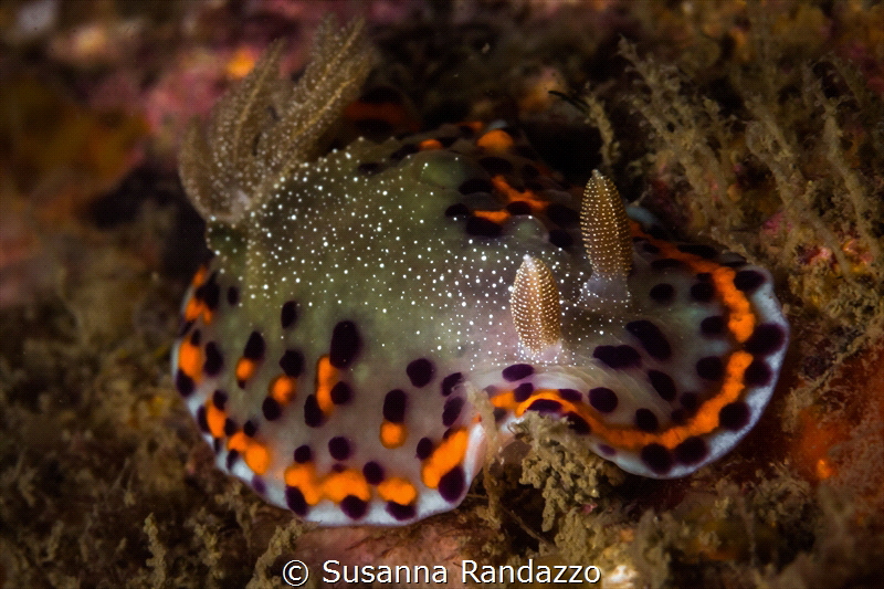 Chromodoris naiki_2023
(Canon60, 1/200,f18,iso200) by Susanna Randazzo 