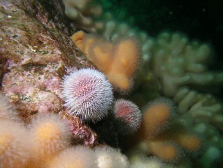 Sea & Sea Housing With Nikon Coolpix 5400 Taken While Div... by Kevin Hewitt-Devine 