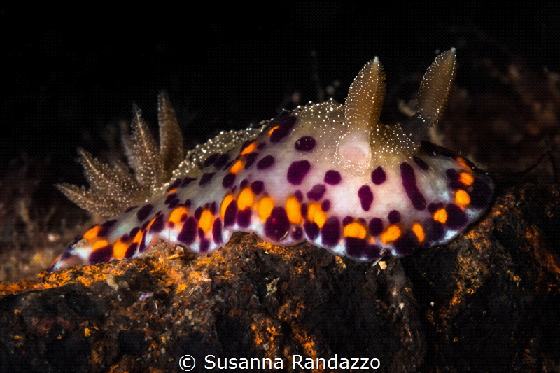 Chromodoris naiki with characteristic pale light-blue ban... by Susanna Randazzo 