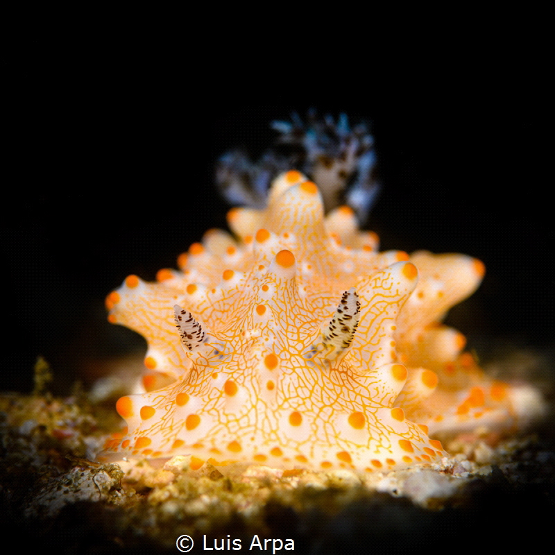 Halgerda batangas by Luis Arpa 