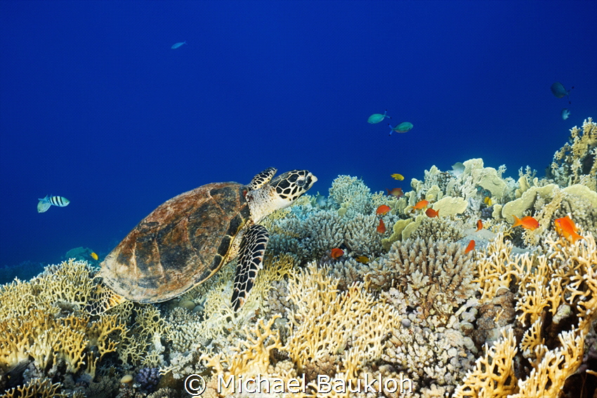 Turtle by Michael Baukloh 