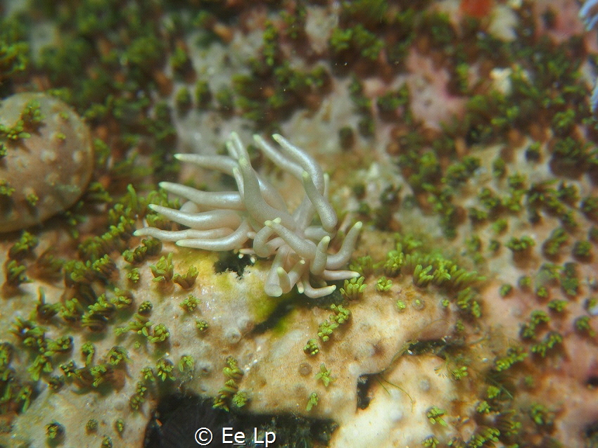 "Fingers crossed". Phyllodesmium briareum (f/8, 1/80, ISO... by E&e Lp 