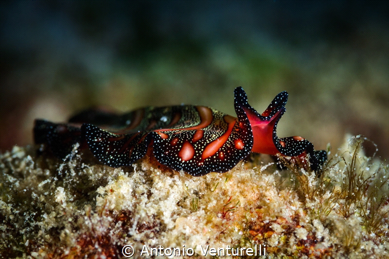Persian rug ( Bedford's flatworm) . Elegant , beautiful, ... by Antonio Venturelli 