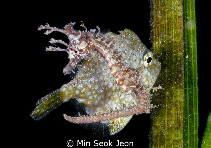 Seahorse and filefish by Min Seok Jeon 