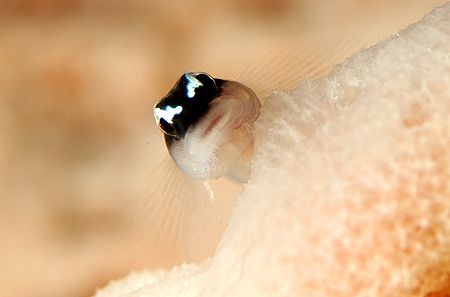 Roatan, Honduras. by Shawn Jackson 