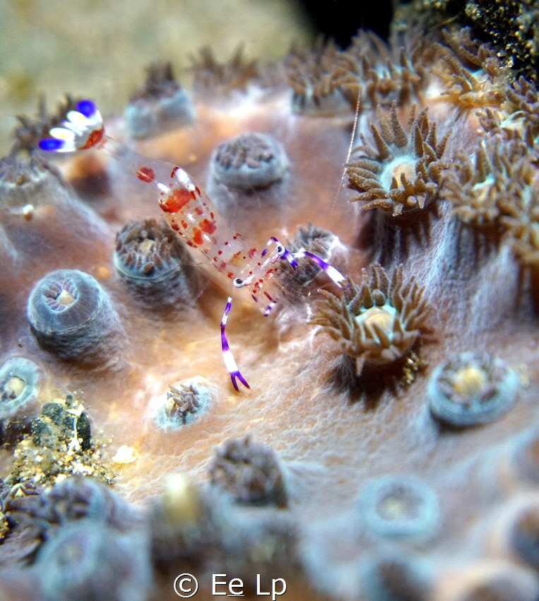 Ancylomenes holthuisi (Holthuis' shrimp). (f/5.6, 1/160, ... by E&e Lp 