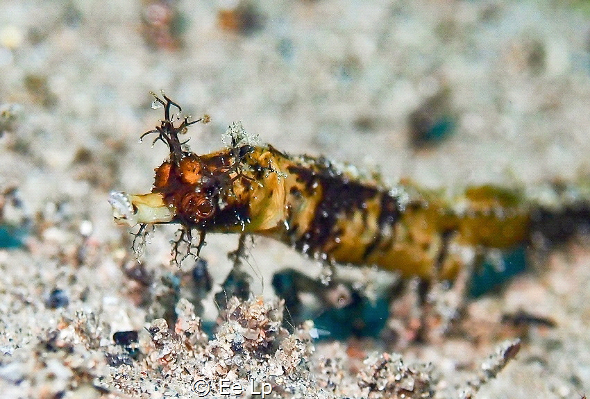 Halicampus brocki (Brock's pipefish). (f/8, 1/60, ISO-200... by E&e Lp 