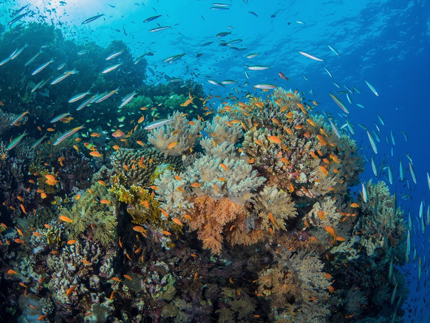 Landscape of a reef in Egypt. The orange fish make it ext... by Brenda De Vries 