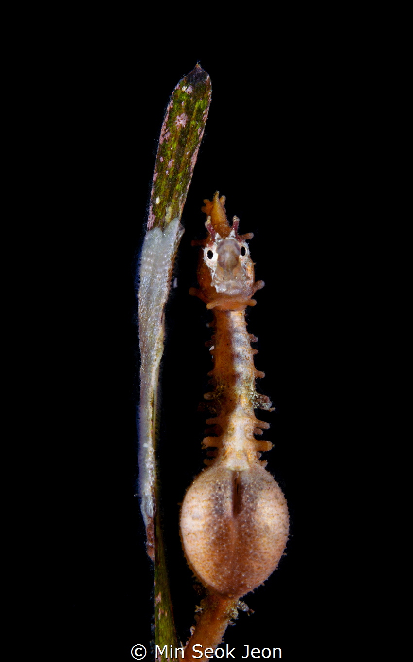 Seahorse by Min Seok Jeon 