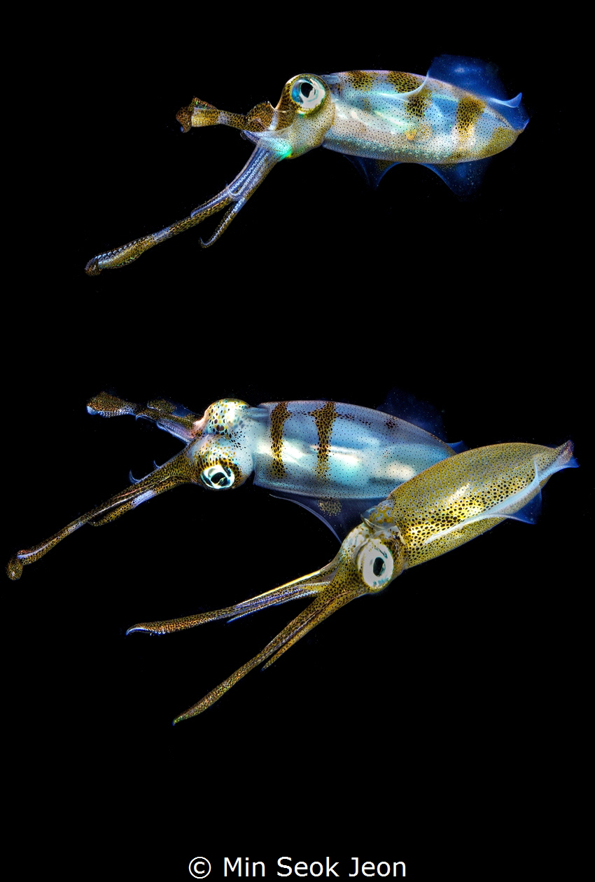 3 Squid's by Min Seok Jeon 