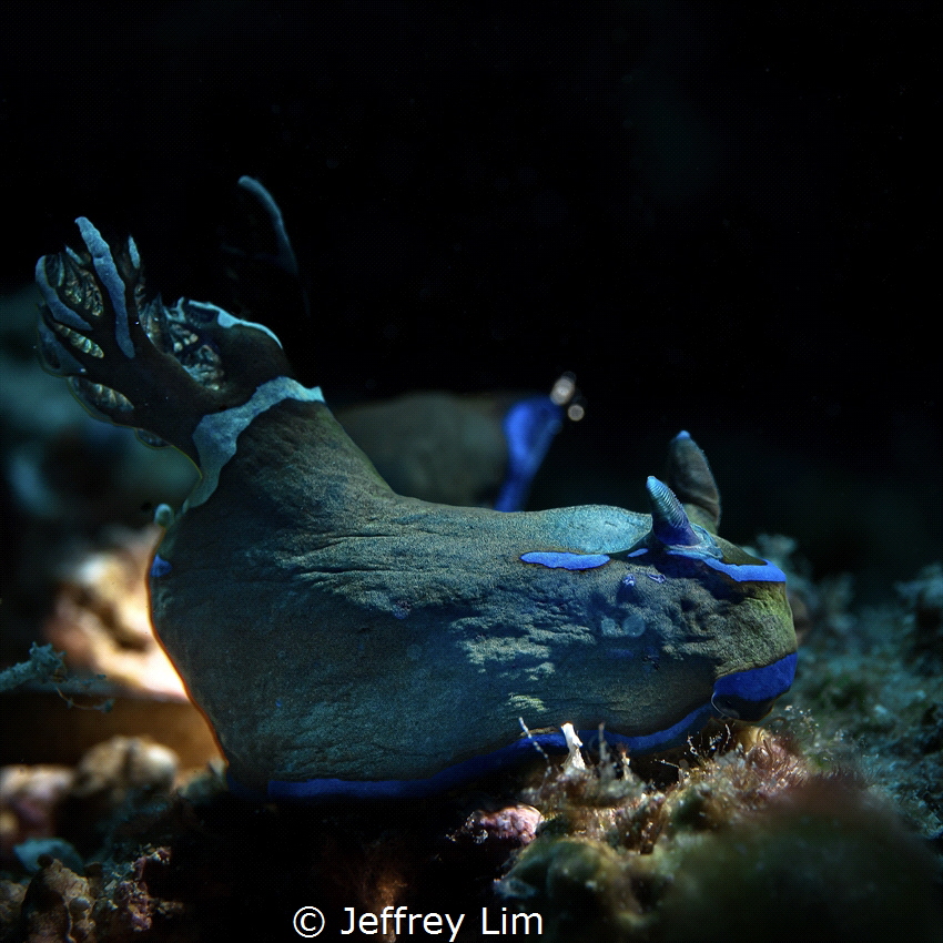 Go into the light! by Jeffrey Lim 