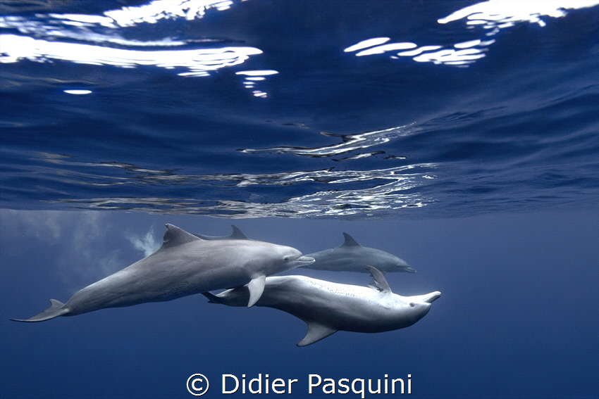 Une belle rencontre by Didier Pasquini 