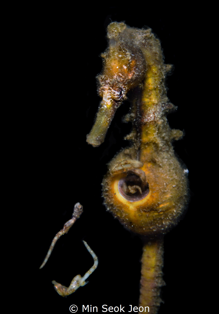 Seahorse and his babies by Min Seok Jeon 