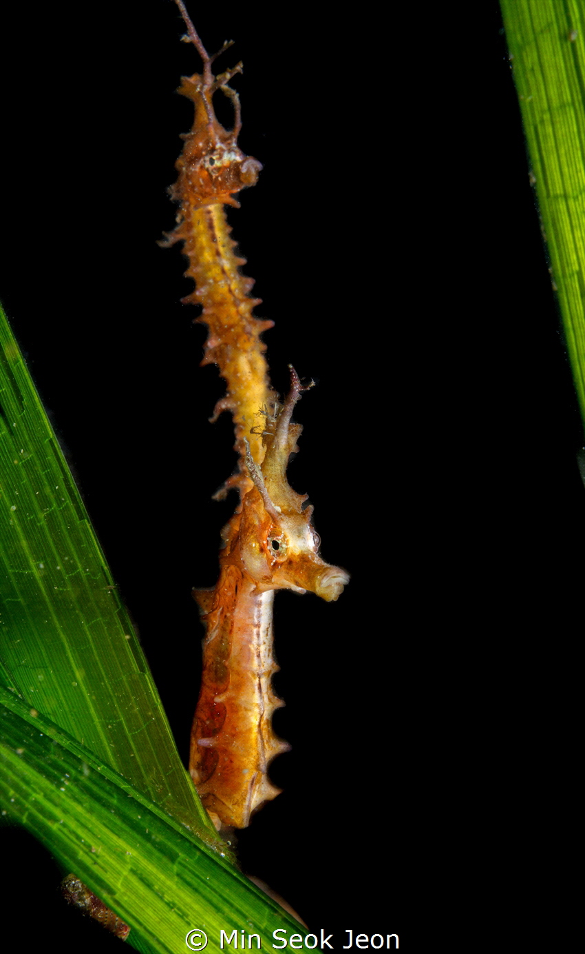2 seahorses by Min Seok Jeon 