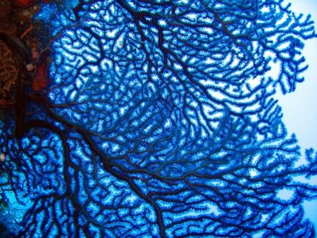 Taken at the East end of Grand Cayman August 2006 with a ... by Bonnie Conley 