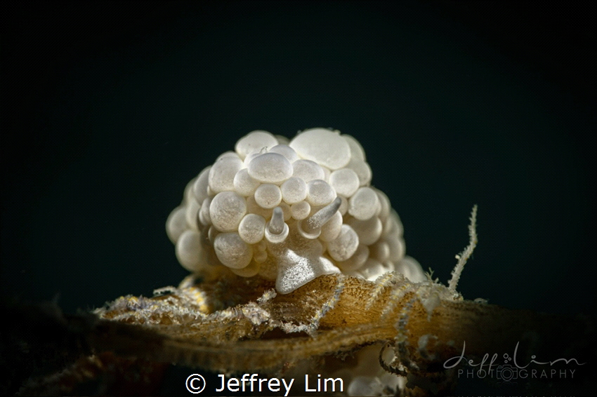 Bubble nudi (Doto sp.) by Jeffrey Lim 