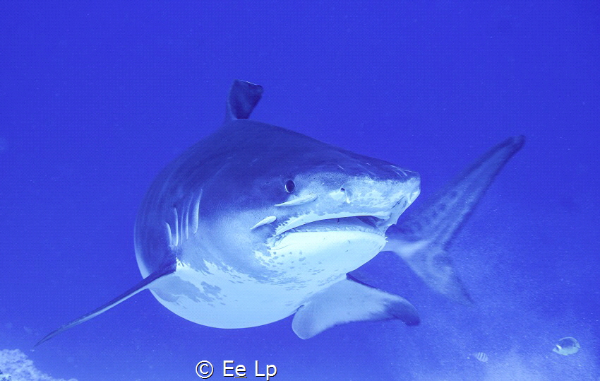 Galeocerdo cuvier (tiger shark) at Fuvahmullah. (f/7.1, 1... by E&e Lp 