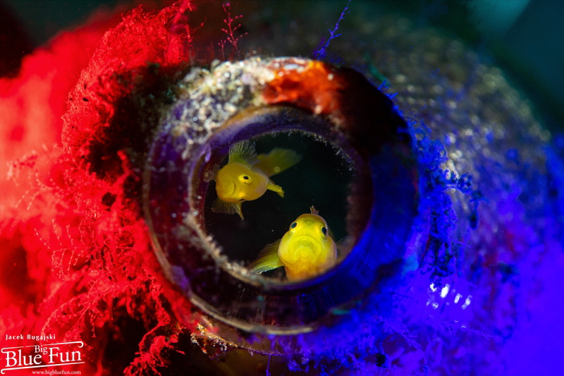 Gobiodon Okinawae - Yellow Coral Goby by Jacek Bugajski 