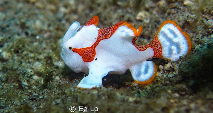 Antennarius maculatus (warty frogfish) juvenile. Original... by E&e Lp 