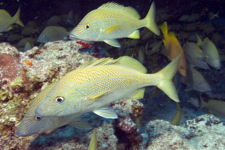 Current events in Cozumel. Fuji Finepix S2, dual SB-105 s... by Stuart Spechler 