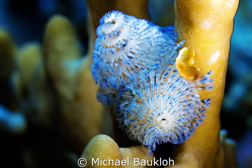 Spirobranchus giganteus by Michael Baukloh 