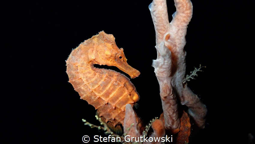 This Longsnout Seahorse was found under Blue Heron Bridge... by Stefan Grutkowski 