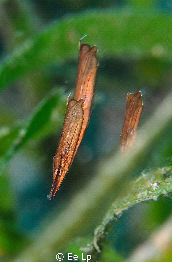 Aeoliscus strigatus (razorfish). (f/8, 1/80, ISO-200, 42m... by E&e Lp 