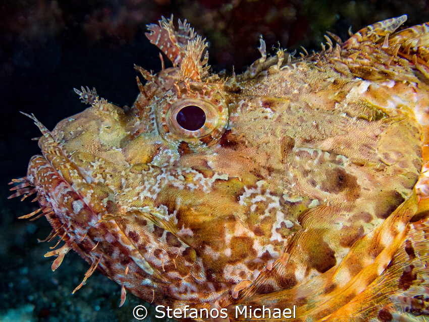 Scorpionfish - Scorpaena scrofa by Stefanos Michael 