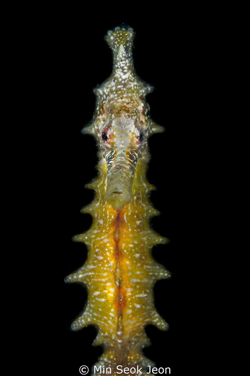 Seahorse by Min Seok Jeon 