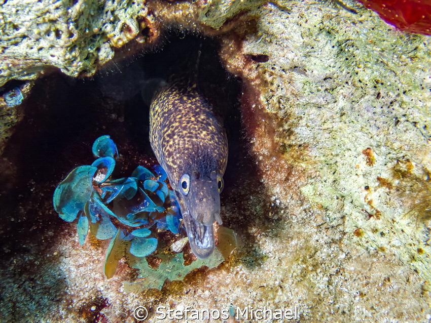 Mediterranean Moray - Muraena helena by Stefanos Michael 
