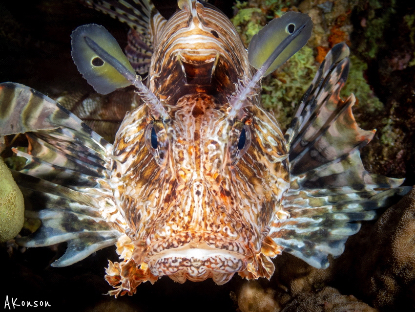 I see you… by Alexander Konson 