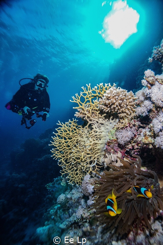Amphiprion bicinctus (Red Sea anemonefish) in symbiosis  ... by E&e Lp 