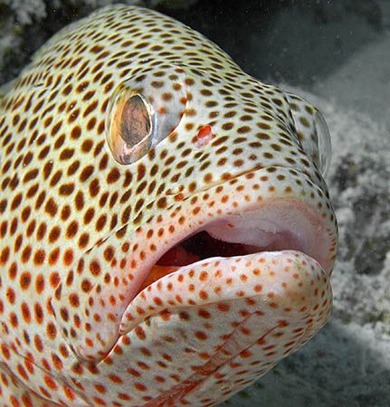 Red Hind, a member of the Grouper family. Nikon D70, 60mm... by Jim Chambers 