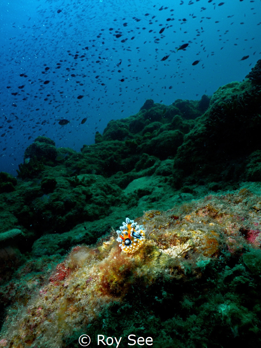 Nudibranch, jewels of the sea and an ensemble of fishes p... by Roy See 