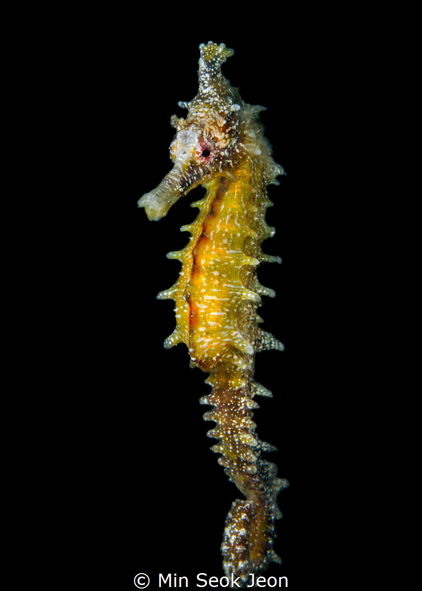 Seahorse by Min Seok Jeon 