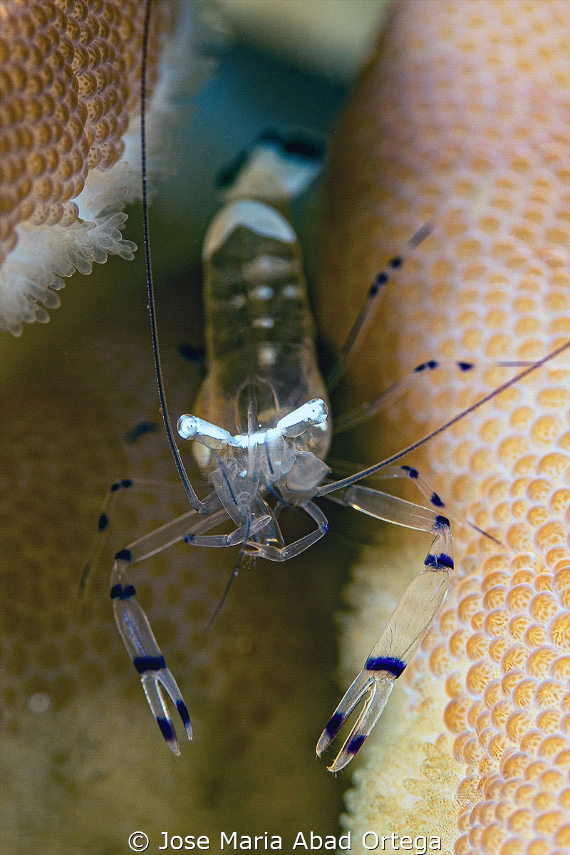 Ancylomenes speciosus (Splendid Shrimp)
Olympus EM1 Mark... by Jose Maria Abad Ortega 