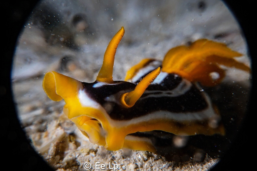 Chromodoris quadricolor (pyjama slug). (f/25, 1/160, ISO-... by E&e Lp 