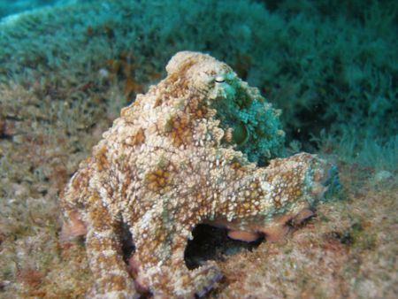 Octo boynton beach. by Joanne Fraser 