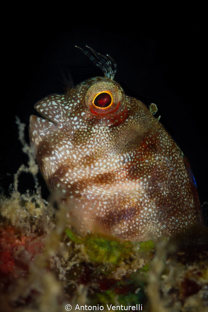 I admit it: I like gobies. These amazing  little fish whe... by Antonio Venturelli 