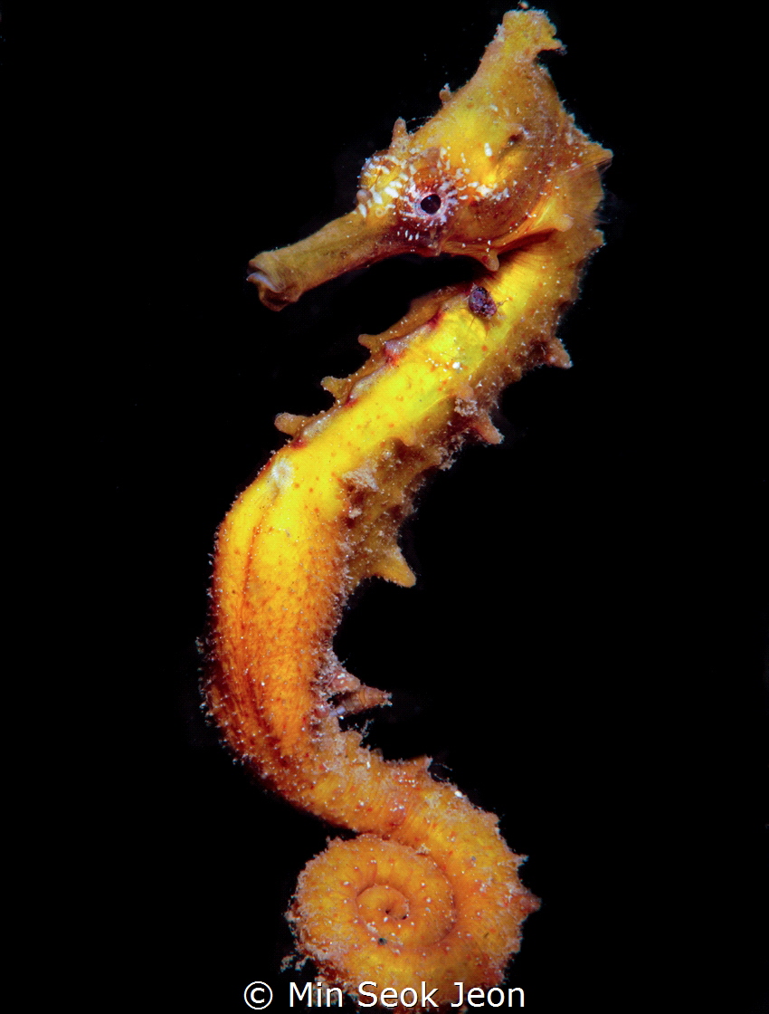Seahorse by Min Seok Jeon 