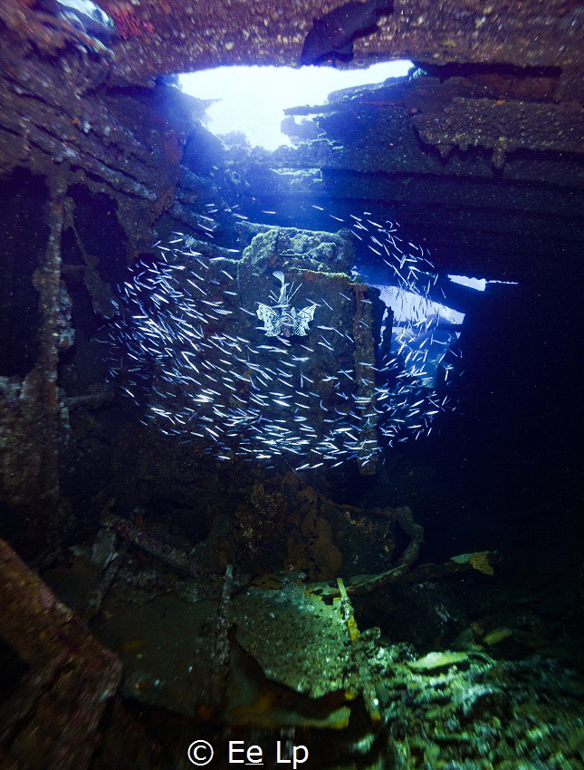 Parapriacanthus ransonneti (glassfish) making a ball arou... by E&e Lp 