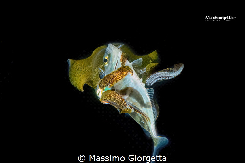 hunting in black water by Massimo Giorgetta 