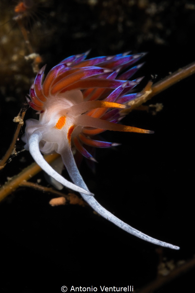 Mediterranean Cratena. With its colorful shades, it looks... by Antonio Venturelli 