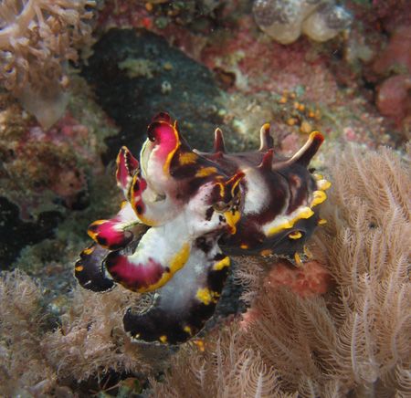 Ths flambouyant cuttlefish was taken infront of Dive Sola... by Adrien Uichico 