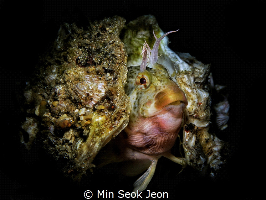 Blenny by Min Seok Jeon 